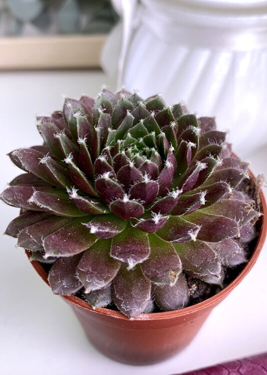 Молодило Каменная роза краснеющее 