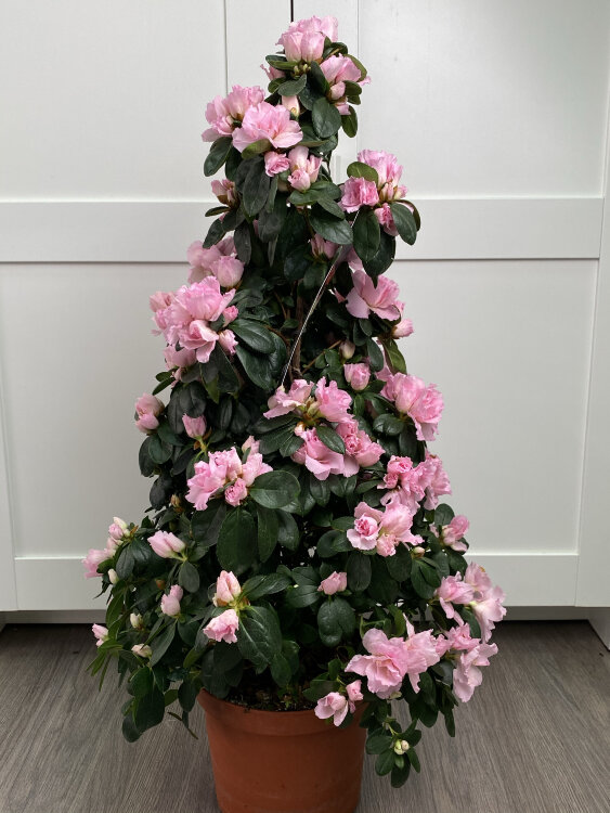 Азалия Пирамида розовая ⌀17 50 см 