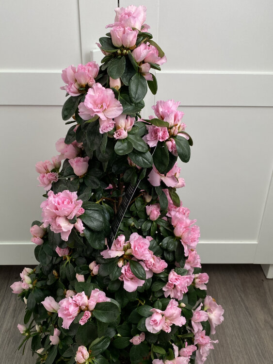 Азалия Пирамида розовая ⌀17 50 см 