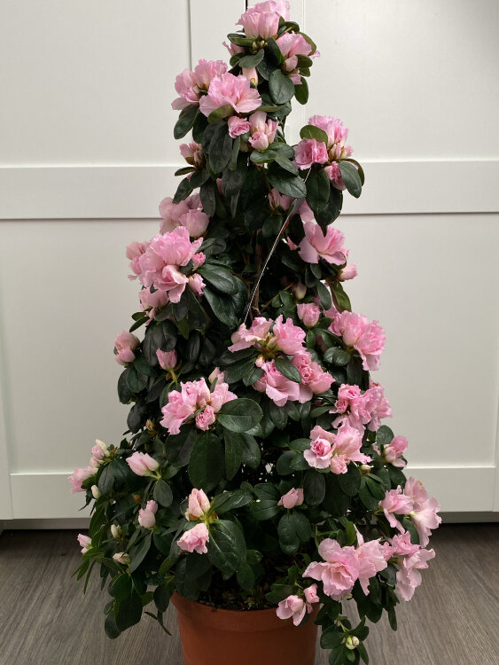 Азалия Пирамида розовая ⌀17 50 см 