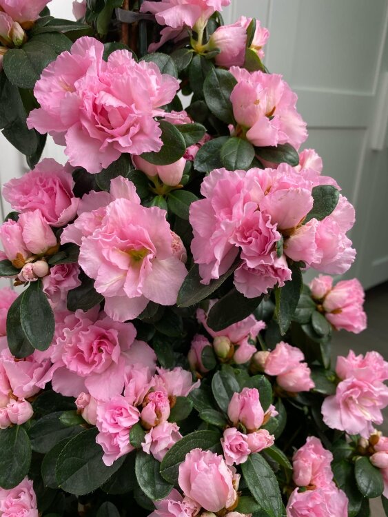 Азалия Пирамида розовая ⌀17 50 см 