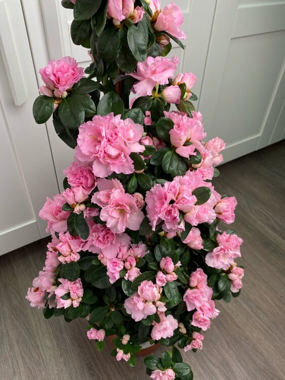 Азалия Пирамида розовая ⌀17 50 см 