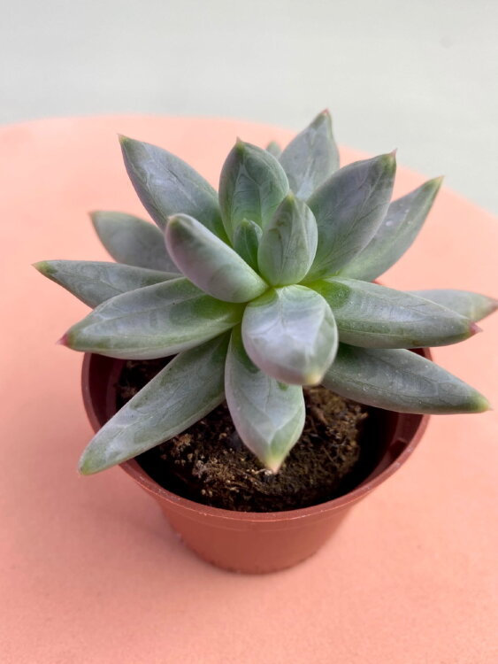 Пахиверия Глаука 