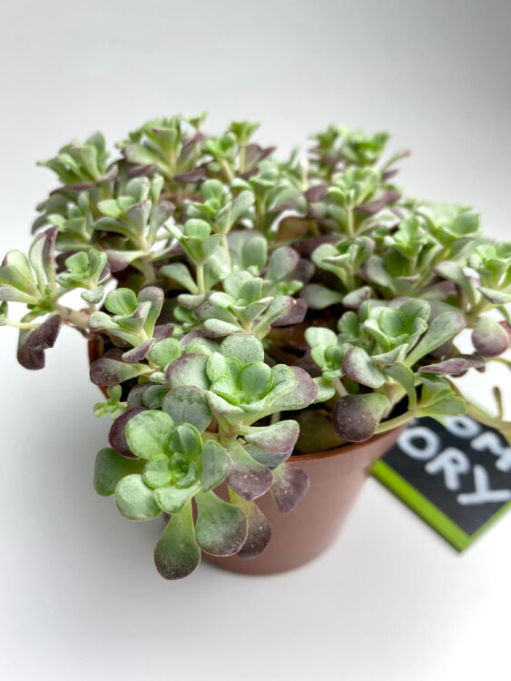 Седум Вайнберга ⌀8 