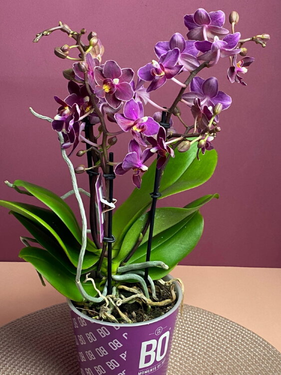 Орхидея Мультифлора Пёпл Принцесс 