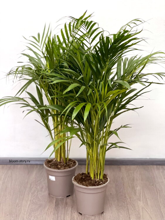 Хризалидокарпус (Арека) ⌀19 100 см 