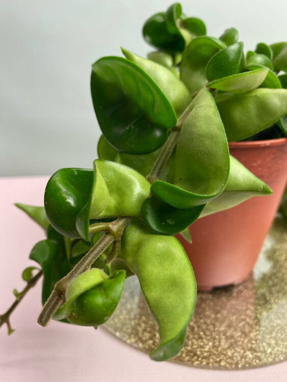 Хойя Компакта ⌀12 