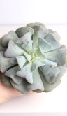 Эхеверия Кубик Фрост ⌀8 