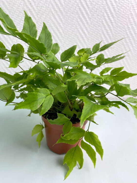 Циртомиум Форчуна ⌀9 