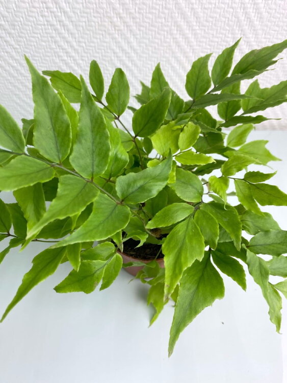 Циртомиум Форчуна ⌀9 