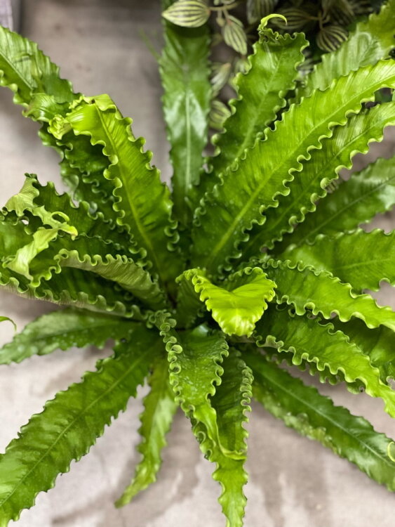 Асплениум Антикум Осака ⌀17 45 см 