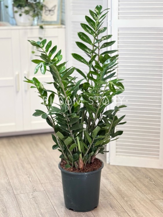 Замиокулькас ⌀27 110 см  Замиокулькас ⌀27 110 см