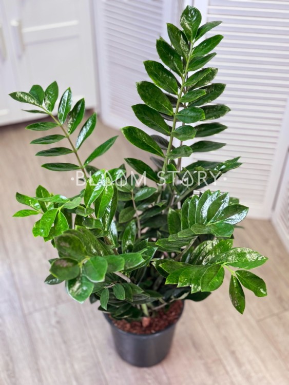 Замиокулькас ⌀27 110 см  Замиокулькас ⌀27 110 см