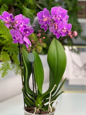 Орхидея Фаленопсис Мультифлора Лотте Биг Лип ⌀12 45 см