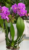 Орхидея Фаленопсис Мультифлора Лотте Биг Лип ⌀12 45 см 