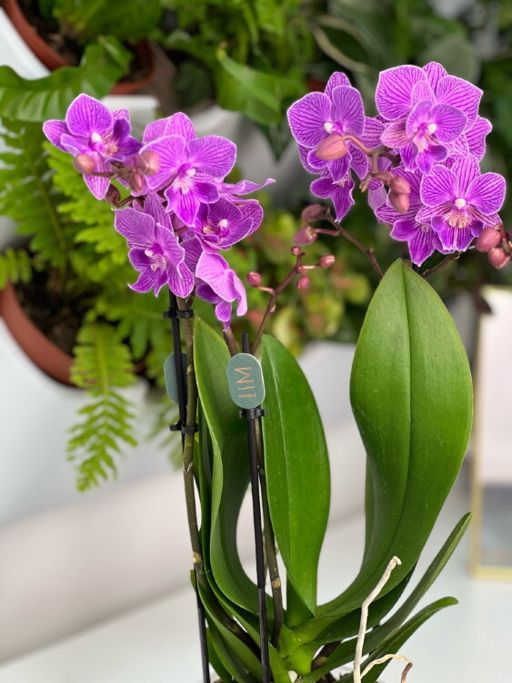 Орхидея Фаленопсис Мультифлора Лотте Биг Лип ⌀12 45 см 