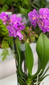 Орхидея Фаленопсис Мультифлора Лотте Биг Лип ⌀12 45 см 