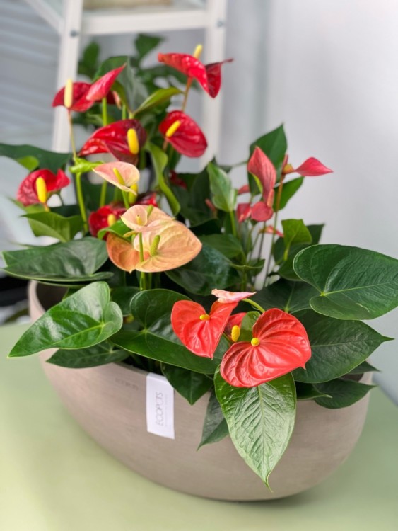 Композиция из антуриумов в Экопотс София 