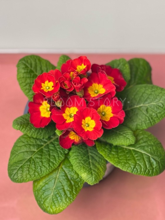 Примула Акаулис красная ⌀10 15 см  Примула Акаулис красная ⌀10 15 см