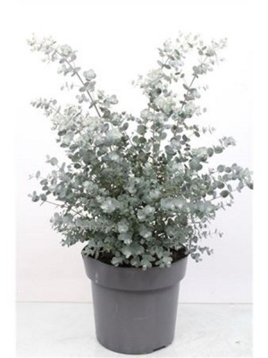 Эвкалипт растение сорт Гунни ⌀24 60 см