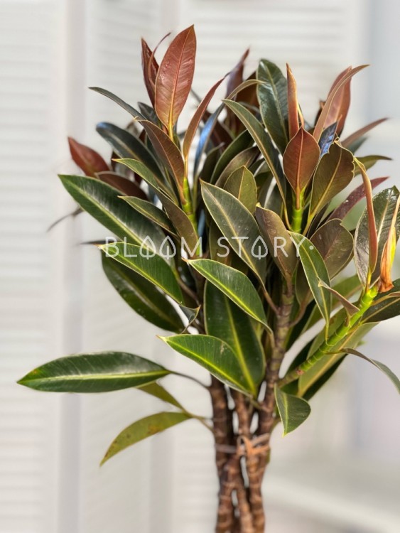 Фикус эластика Найроби переплетенный ⌀19 65 см 