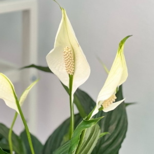 Спатифиллум