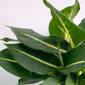 Диффенбахия