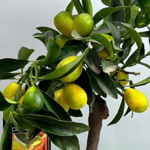 Цитрусовые