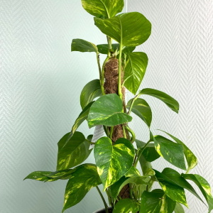 Эпипремнум