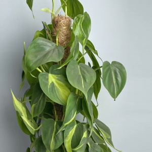 Филодендрон