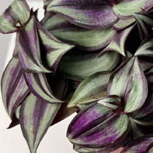 Традесканция