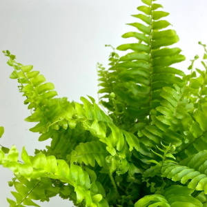 Нефролепис