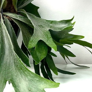 Платицериум