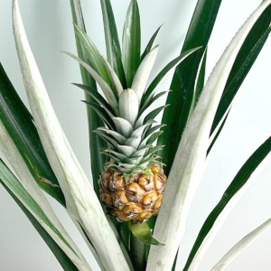 Ананас