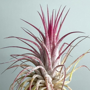 Тилландсии