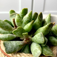 Адромискус