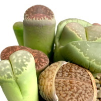 Литопсы и Живые камни