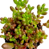 Седум (Очиток)