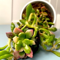 Анакампсерос