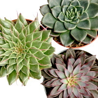 Граптопеталум