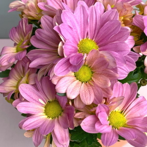 Хризантема