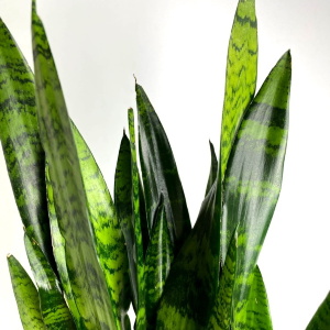 Сансевиерия