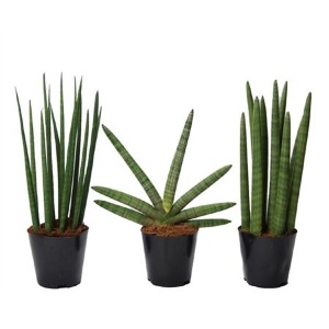 Цилиндрика