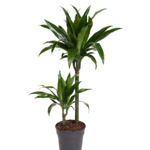 Драцена Фрагранс