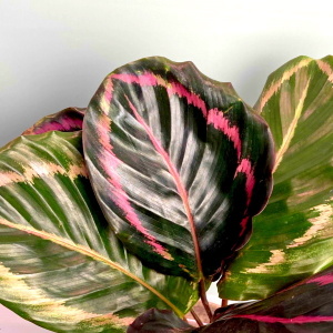 Розеопикта