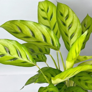 Леопардина