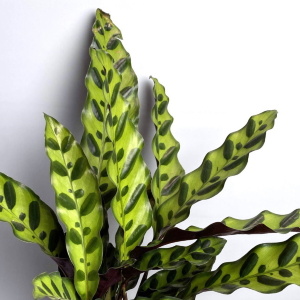 Лансифолия