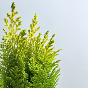 Кипарисовик