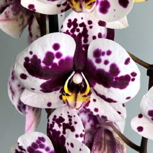 Фаленопсис пятнистый