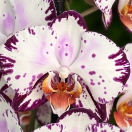 Фаленопсис с полосками